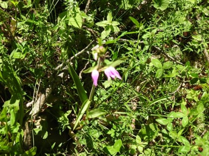 Cephalanthera rubra - Orchidaceae