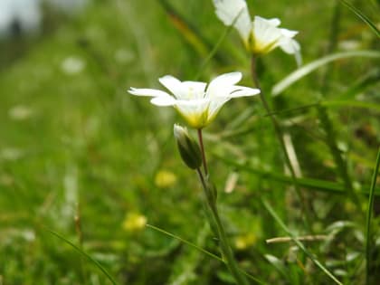 Cerastium alpinum - Caryophyllaceae