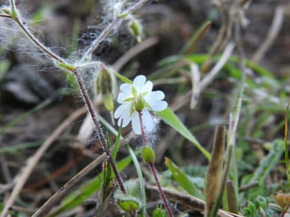 Cerastium glomeratum - Caryophyllaceae