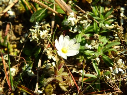 Cerastium semidecandrum - Caryophyllaceae