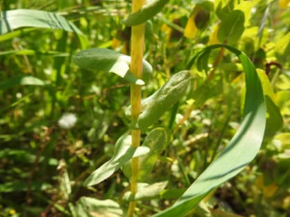 Cerinthe major - Boraginaceae