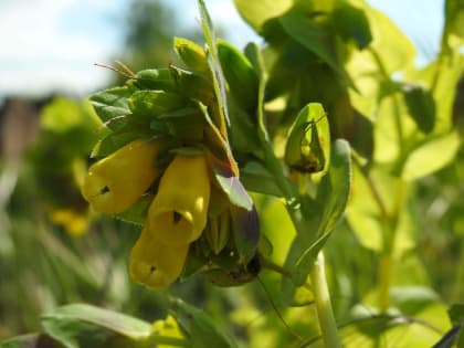 Cerinthe major - Boraginaceae