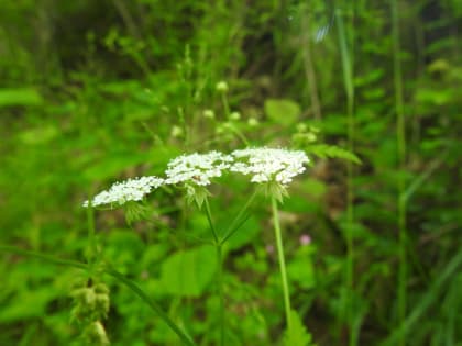 Chaerophyllum temulum - Apiaceae