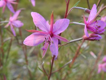 Chamaenerion dodonaei - Onagraceae