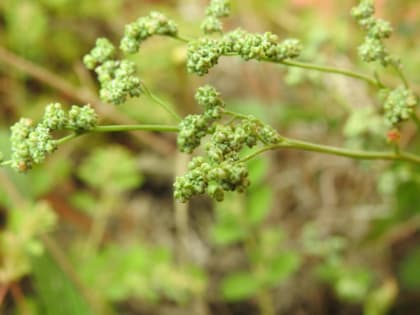 Chenopodium album - Chenopodiaceae