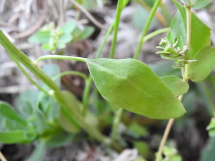 Chenopodium album - Chenopodiaceae