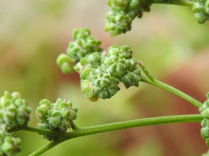 Chenopodium album - Chenopodiaceae