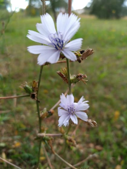 Cichorium intybus - Asteraceae