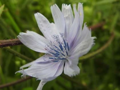 Cichorium intybus - Asteraceae