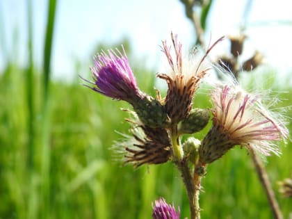 Cirsium palustre - Asteraceae