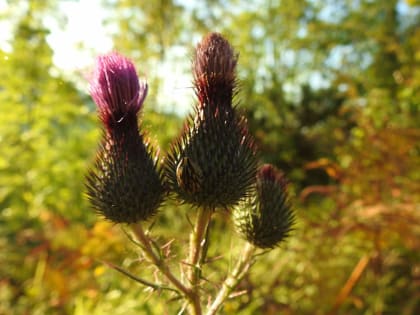 Cirsium vulgare - Asteraceae