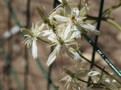 Clematis flammula - Ranunculaceae