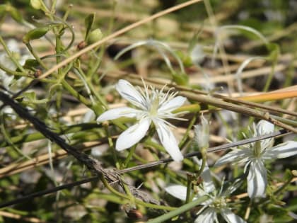 Clematis flammula - Ranunculaceae