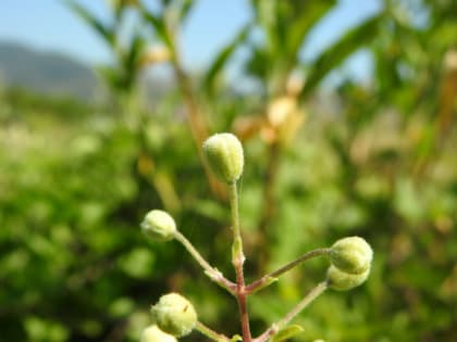 Clematis vitalba - Ranunculaceae