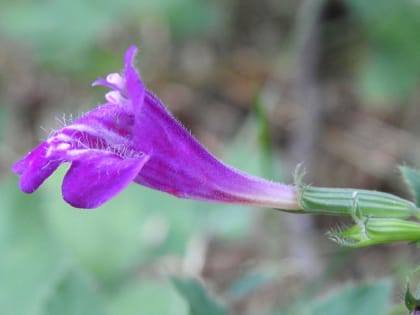 Clinopodium grandiflorum - Lamiaceae