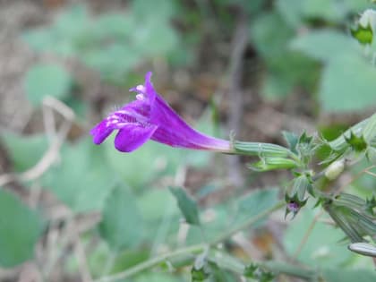 Clinopodium grandiflorum - Lamiaceae