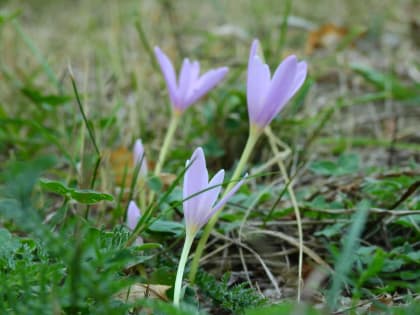 Colchicum alpinum - Colchicaceae