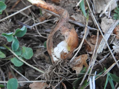 Colchicum alpinum - Colchicaceae