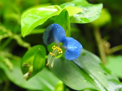 Commelina communis - Commelinaceae