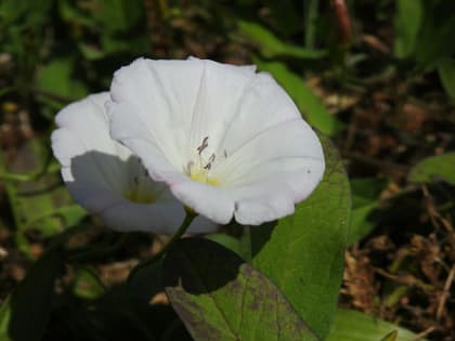 Convolvulus arvensis - Convolvulaceae