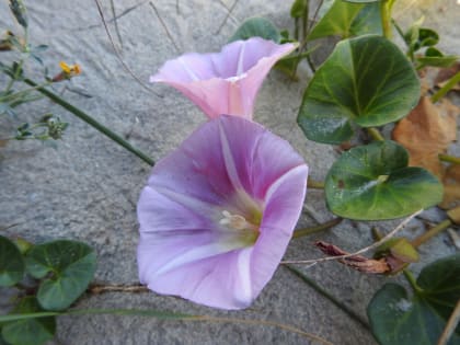 Convolvulus soldanella - Convolvulaceae