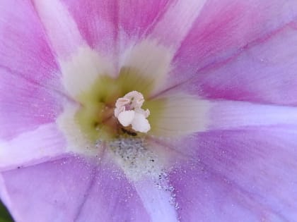 Convolvulus soldanella - Convolvulaceae