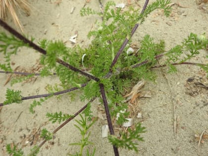 Cota tinctoria - Asteraceae