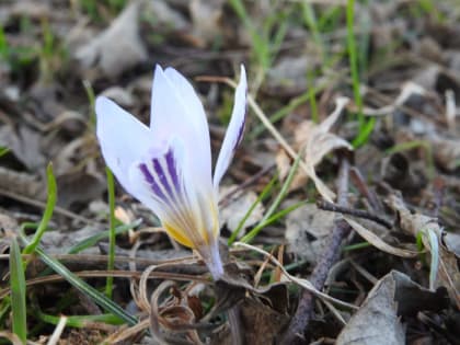 Crocus biflorus - Iridaceae Crocus biflorus - Iridaceae