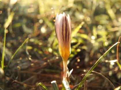 Crocus biflorus - Iridaceae Crocus biflorus - Iridaceae