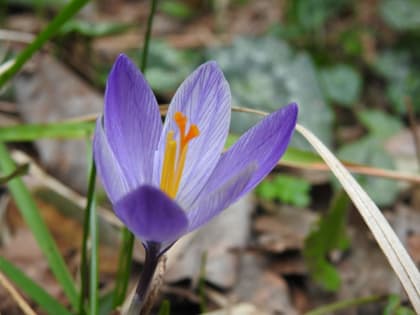 Crocus neglectus - Iridaceae