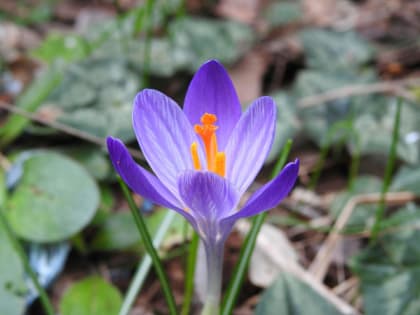 Crocus neglectus - Iridaceae