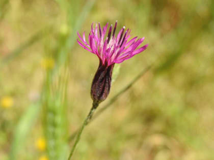 Crupina crupinastrum - Asteraceae