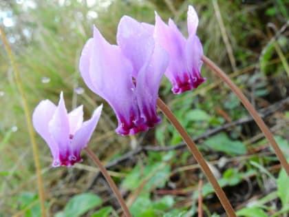 Cyclamen hederifolium - Primulaceae