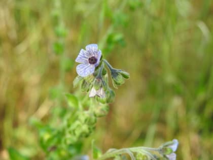 Cynoglossum creticum - Boraginaceae