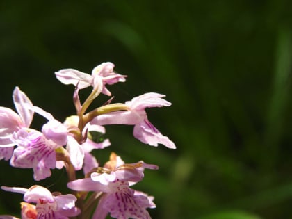 Dactylorhiza maculata - Orchidaceae