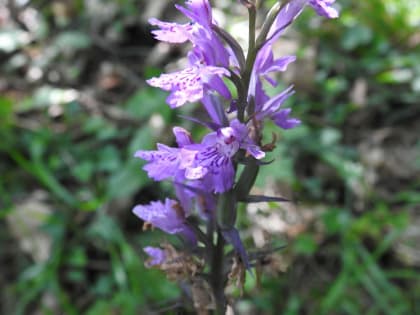 Dactylorhiza maculata - Orchidaceae