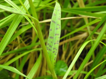 Dactylorhiza maculata - Orchidaceae