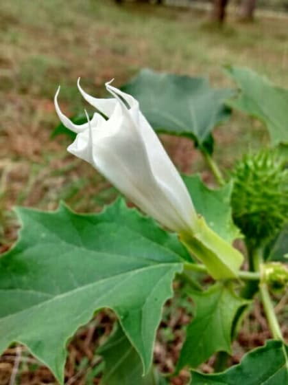 Datura stramonium - Solanaceae