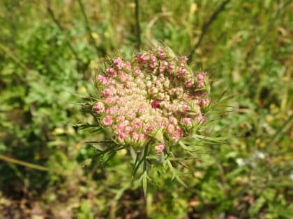 Daucus carota - Apiaceae