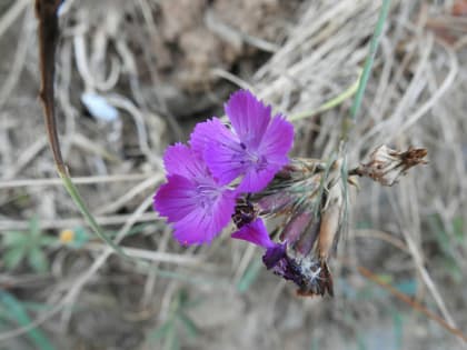 Dianthus balbisii - Caryophyllaceae