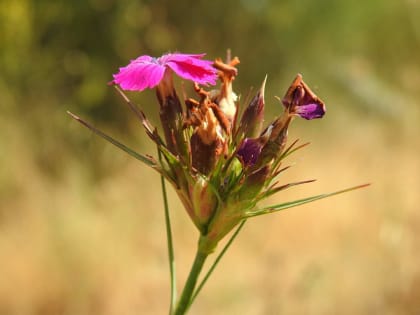 Dianthus carthusianorum - Caryophyllaceae