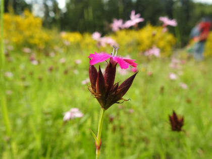 Dianthus carthusianorum - Caryophyllaceae