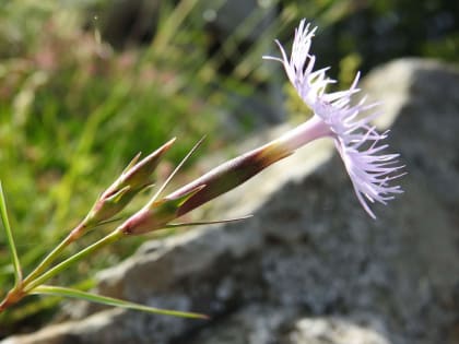 Dianthus hyssopifolius - Caryophyllaceae