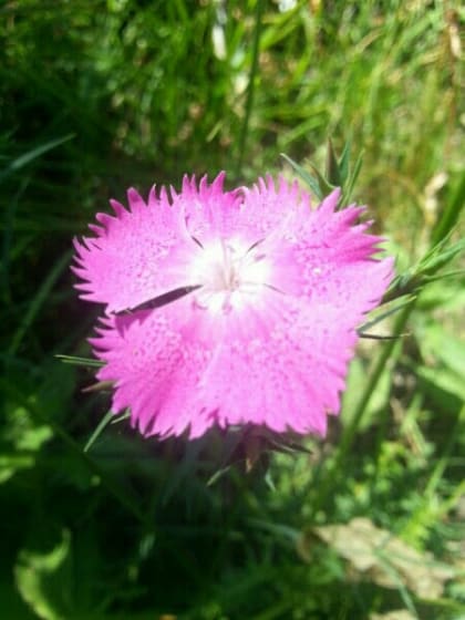 Dianthus seguieri - Caryophyllaceae