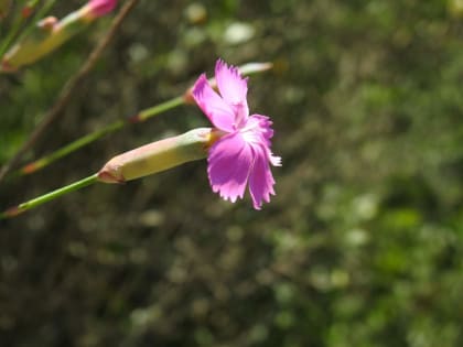 Dianthus sylvestris - Caryophyllaceae Dianthus sylvestris - Caryophyllaceae