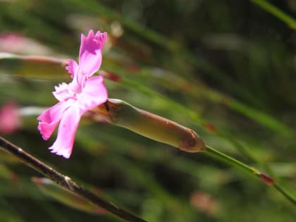 Dianthus sylvestris - Caryophyllaceae Dianthus sylvestris - Caryophyllaceae