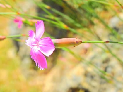 Dianthus sylvestris - Caryophyllaceae Dianthus sylvestris - Caryophyllaceae