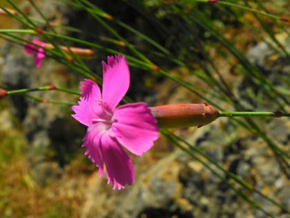 Dianthus sylvestris - Caryophyllaceae Dianthus sylvestris - Caryophyllaceae