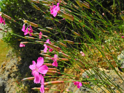 Dianthus sylvestris - Caryophyllaceae Dianthus sylvestris - Caryophyllaceae