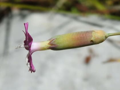 Dianthus sylvestris - Caryophyllaceae Dianthus sylvestris - Caryophyllaceae